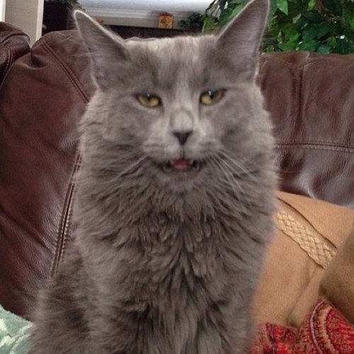 ♥Meeooww..♥ @TrevorMoran is my father.. ^-^