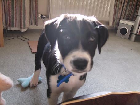I am less than a foot tall. I love my squeeky toys coz they sound like minimal techno beats. My favourite food is...whatever I find on the floor. I HATE MR PIG!