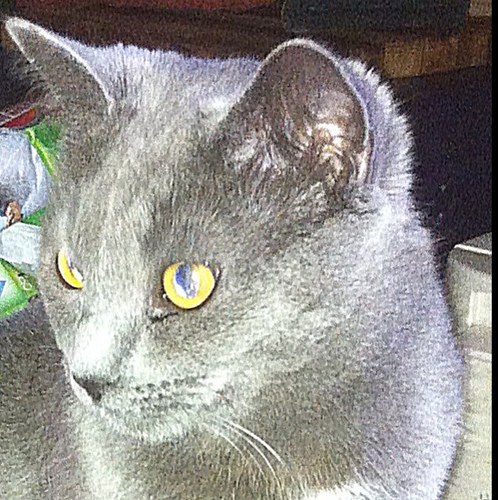 beta_troi's profile picture. A little boy rescued me & my human took me in. A month later I became the happy Mommy of The #JediKittens. I'm pretty. Please b my furiend.