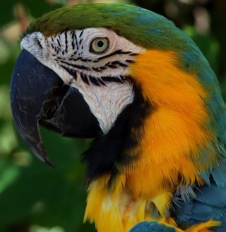 Florida Wildlife Photographer. 
Jon-Mark has been involved in Florida wildlife photography since his arrival to the state in 1972 as a TV broadcaster.
