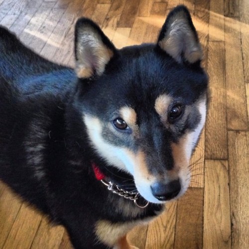 shiba_rinji's profile picture. I am Rinji: rebellious, rambunctious, relentless, riotous! (My peoples call me: cute, adorable, delightful, and sweet.)