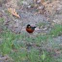 shuaiWang - @shuaiVicWang - Twitter