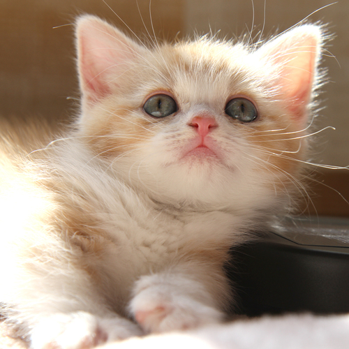 🐈と会うため津々浦々、離島をめぐって撮ってます。フォローして頂けたらとても嬉しいです♪🏝️140島達成。偶に我が社のマンチカン菊之助と力丸の日常も。
Cat photographer in Japan !
