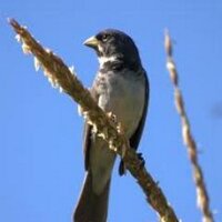 Daryanto Mika K. (@ryan_mikka) 's Twitter Profile