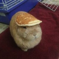 Stuff On My Rabbit (@stuffonmyrabits) 's Twitter Profile