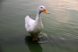 BrisaBueno1's profile picture. 