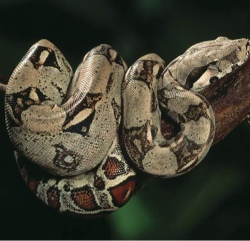 ConstrictorFrm's profile picture. The #1 pet Constrictor Forum on the Internet! Everything boa and python related