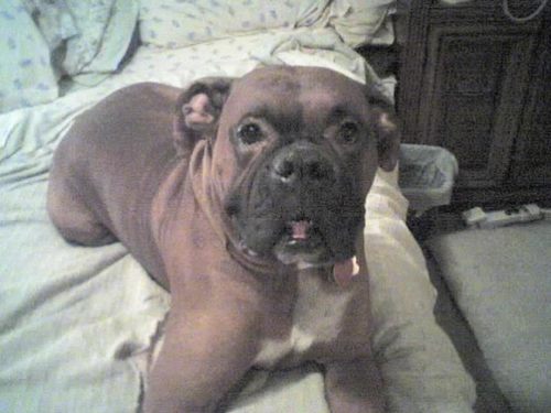 nightowlcraft1's profile picture. Make quality jewelry, live w/hubby, 5 cats &  my boxer.  Grow most of my herbs & a lot of my veggies. Son & daughter-in-law live nearby w/our 1st grandchild