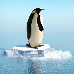 Penguen Aşığı