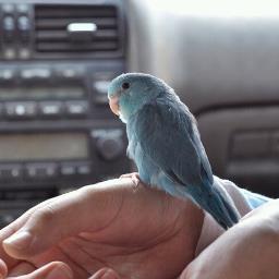 iiyous's profile picture. 