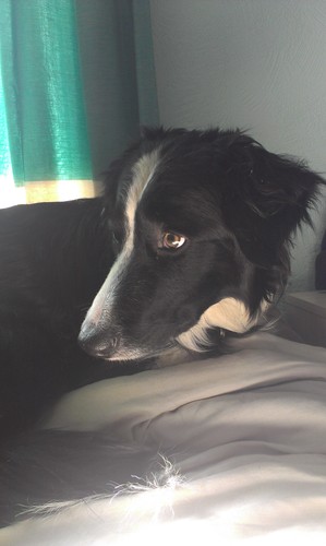 celestialbel's profile picture. cognito ergo et sum