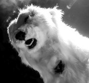 bspbipolarbear's profile picture. Currently touring with BSP. Open to new directions. it's all a bit of a rollercoaster to be honest.