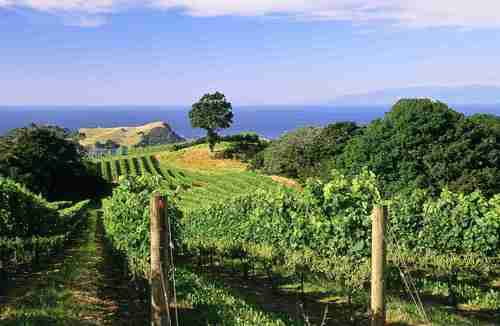From the eastern end of Waiheke Island,New Zealand. Our vineyards are made up of 76 individual unique parcels, producing internationally award winning wines.