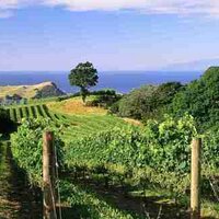 Man O' War Vineyards (@manowarnzwine) 's Twitter Profile