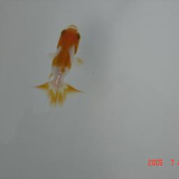 kitayamayo's profile picture. 