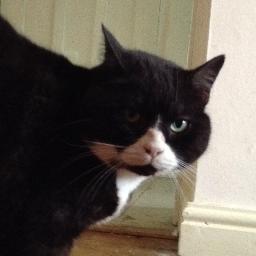 I like sitting on windowsills and sleeping on beds. Once had a fight with a fox but I don't want to talk about that.