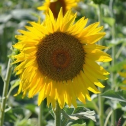 ShawndaTownsen2's profile picture. 