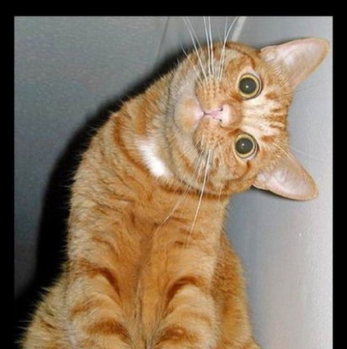 forensicatz's profile picture. Just a feline trying to qualify errwhere I go. 4N6 is lyfe.