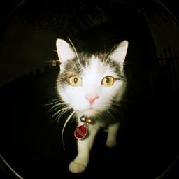 I am Pavlov Romaan, pet paparazzo, cheekily stealing snaps of cats and dogs that I meet in the street. Cute animals through a fisheye lens captured on film.