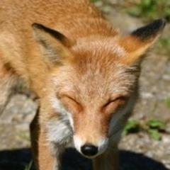 キツネ顔　、キツネ一族、キツネうどん、