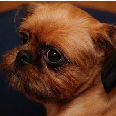 にゃんぴょう🌻 (@kinajampan) / Posts / X