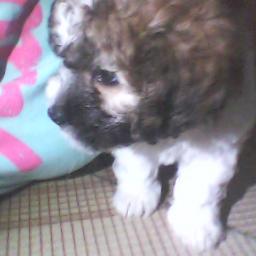 niviagonza's profile picture. 