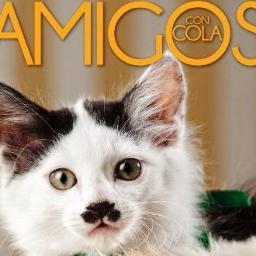 Si te interesa una mascota, contáctanos de inmediato para iniciar el proceso de adopción: amigosconcola@gmail.com