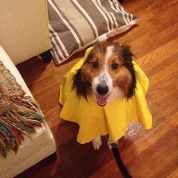 EmNTheHolograms's profile picture. 