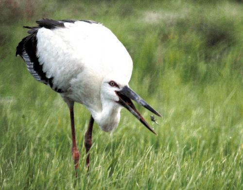 balbenbeek's profile picture. 