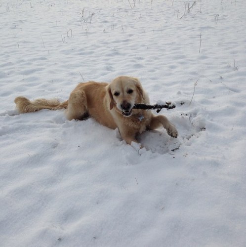 Gardnersmock's profile picture. 