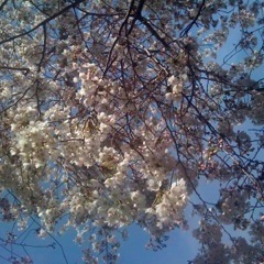 DrivetheCulture's profile picture. 