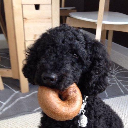 PadBrillo's profile picture. I'm a single, blk moo ( mini poodle), 7 y, looking for polyamourous relationships of all kinds. Follow me where I go, what I see, what I do.