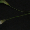 Roxana Chavez - @chavezroxana - Twitter