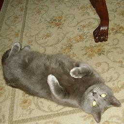 I've wanted to share with pet owners the easy steps of owning healthy, happy well adjusted & confident dogs/cats which inturn brings forth great luv & devotion.