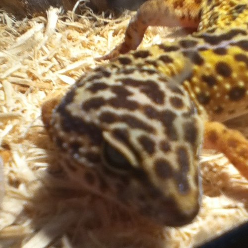 New reptile pics everyday