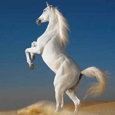 mkemal1993's profile image