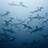 Aquafloater's profile image