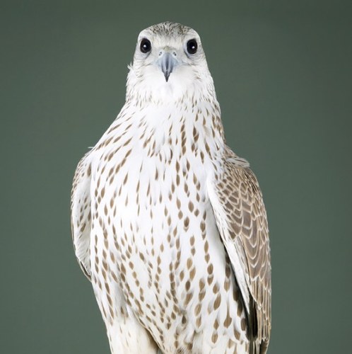 نحن الحساب الثاني في تويتر الخاص بمقانيص قطر @mqanesqatar حساب مخصص لعرض وبيع الصقور This an account fot falcons market ant it exchange We are in arabian gulf