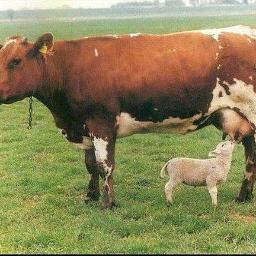 CheeseBraggart's profile picture. Cheese. Braggart. Cheese Braggart.
For he on honey-dew hath fed, And drunk the milk of Paradise.