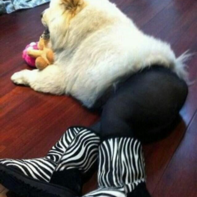 Dogs In Leggings (@Dogsinleggings) / X