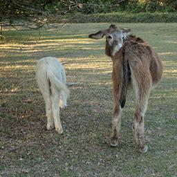 0__ambrosia__0's profile picture. Noisemakers, soundfinders, pastoral nomads with gonads