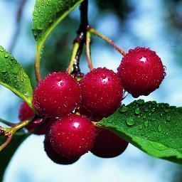 FoodieTC's profile picture. Your Guide to Eating and Drinking Well in Traverse City