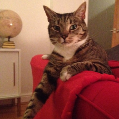 Family, cat, travel, music, wine, Wigan Athletic, not always in that order, sometimes all at once.