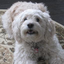 FuckingDawg Profile Picture