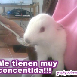 I like gardening and rabbit breeding. Nowadays studyng English and International Commerce.
