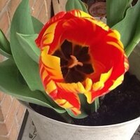 Sharon Dickens (@auntietch) 's Twitter Profile