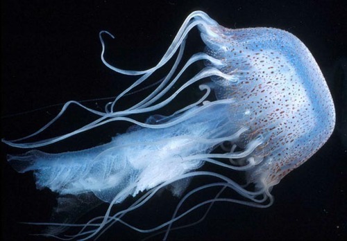 medusavelenosa's profile picture. Observando el despelote en que se convirtió la política en mi país...Venezuela.