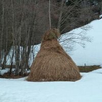 deborah schneebeli m (@beekeeper15) 's Twitter Profile