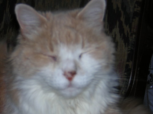 All of the cat and dog food is made in the USA and has no corn filler.