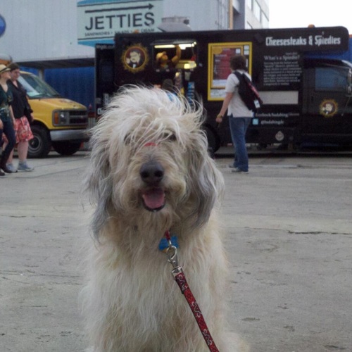 Zoey_DM's profile picture. More Muppet than Dog. I love running in circles, Food Trucks, and Peanut Butter.